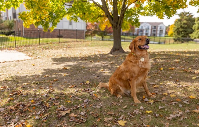 Dog Park at The Springs Apartments