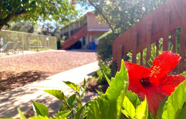 1 bed, 1 bath, $929, Unit 256