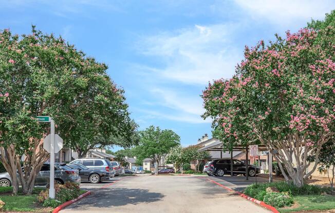 A quiet residential street lined with flowering crepe myrtle trees. Cars are parked along the road, and a stop sign is visible. The sky is bright and blue with a few clouds, creating a pleasant atmosphere.