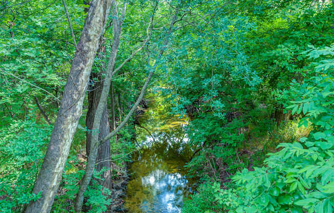 a creek in the middle of a lush green forestat Legacy at Cibolo, Boerne, 78006