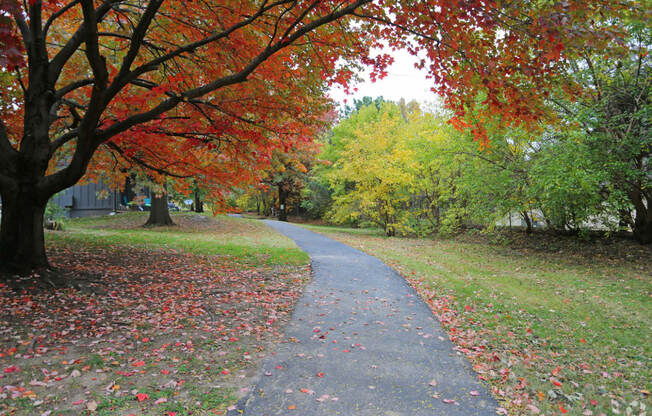 a path in a park with leaves on the ground and a tree with red and yellow leaves