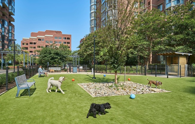 Dog Park With Plenty of Room to Run for Your Canine Roommate(s)