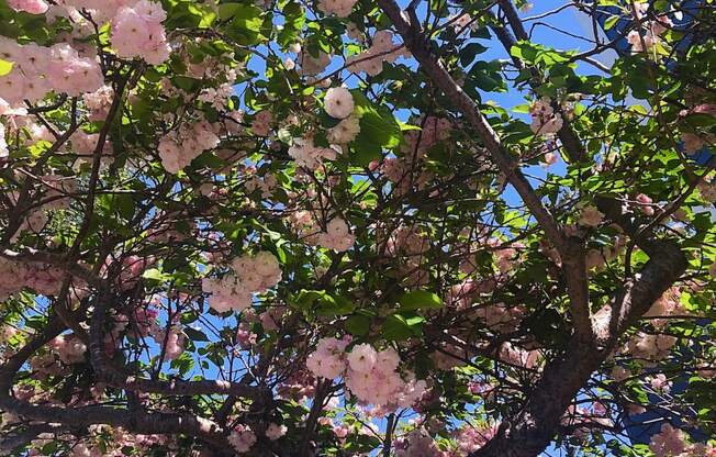 Tree in Bloom