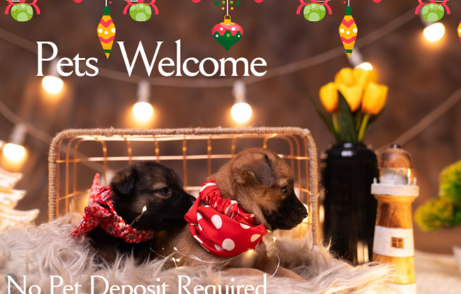 1 bed, 1 bath, 525 sqft, $1,250, Unit 60