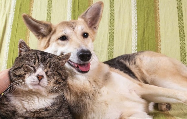 cat and dog relaxing on sofa