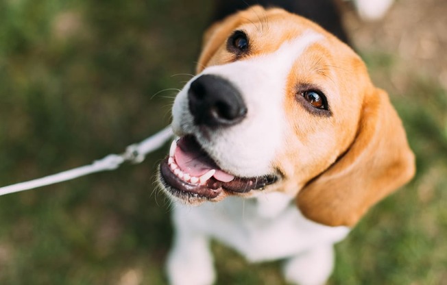 a dog on a leash
