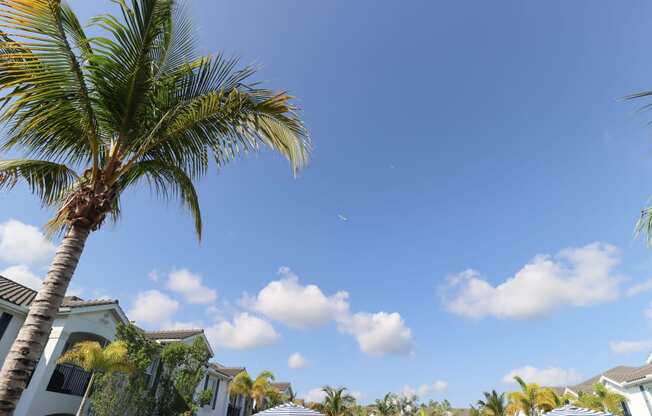 a palm tree in front of a blue sky