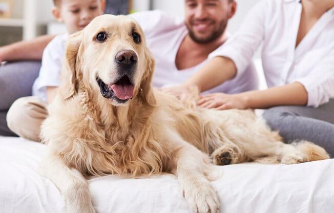 The Matisse apartments for rent in Portland, OR - pet friendly