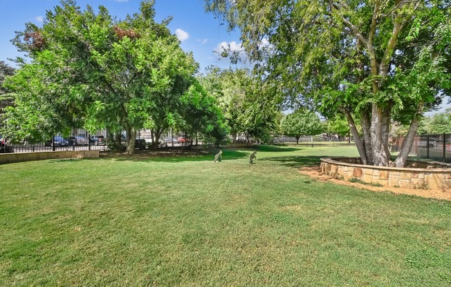A large grassy area with trees and a fence in the background.