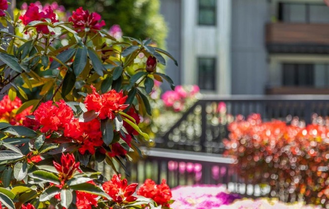 Duet Apartments in Lynnwood, Washington Exterior and Flowers