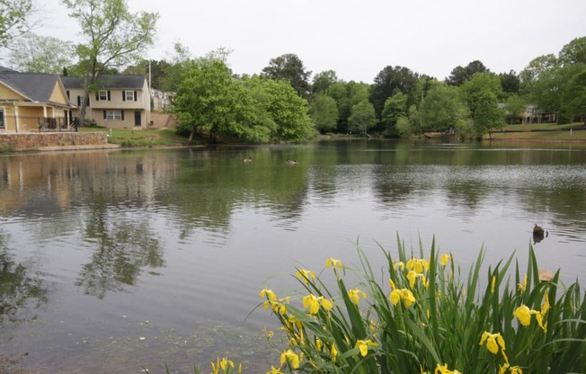 the pond in front of the house with yellow flowers