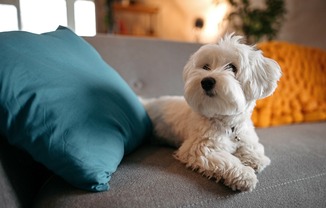 The pet-friendly community includes a pet spa, ensuring a convenient and enjoyable experience for pet owners.