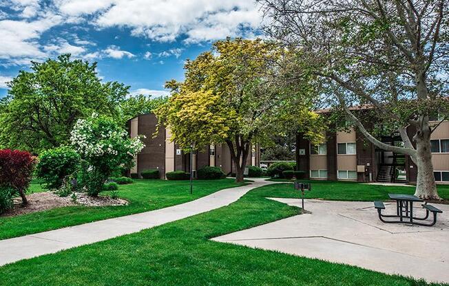 A tree with yellow leaves is in the middle of a grassy area.