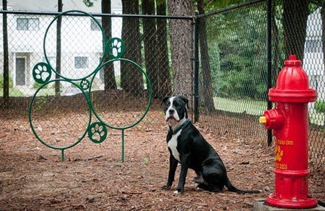 Dog park at Emory Woods Apartments, Durham, NC.