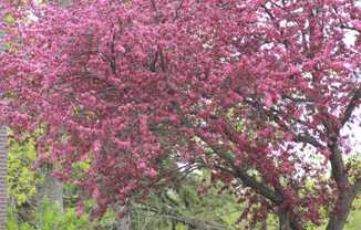 A tree with pink blossoms in the foreground.at Alder Creek Apartments, Vancouver Washington