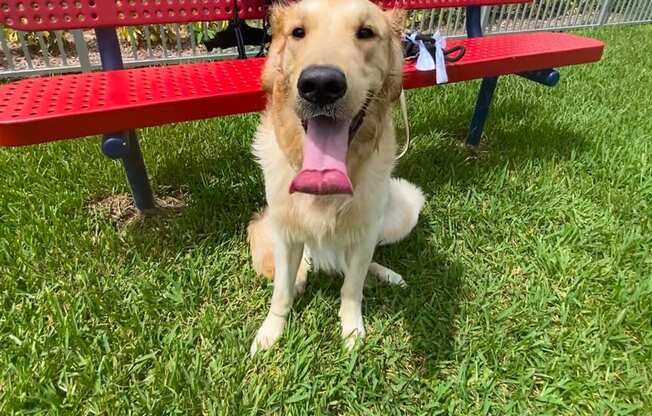a dog sitting in front of a bench at Icon One, Florida, 32114