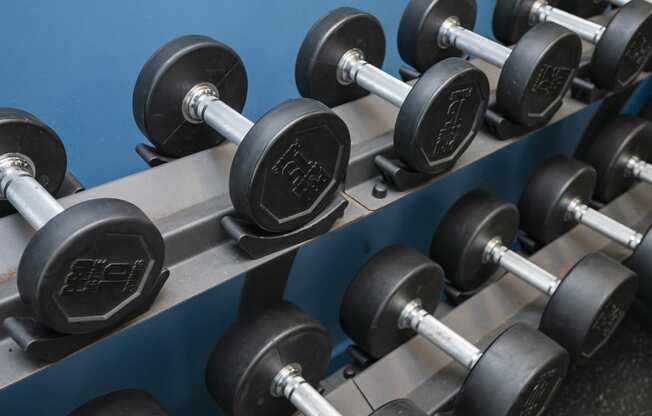 a row of dumbbells in a gym