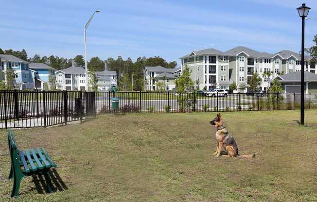 A dog sitting on the grass in a park.