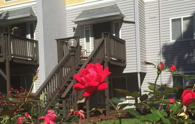 a flower in front of a house