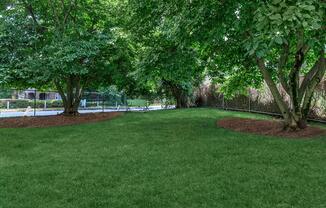 a tree in the middle of a lush green field