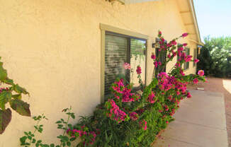 a window box overflowing with pink flowers on the side of a building