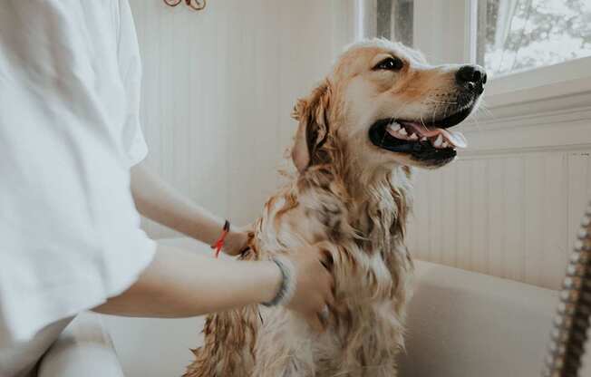 A person is petting a golden-colored dog.