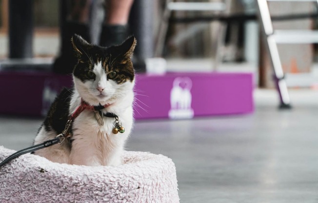 a black and white cat sitting in a basket on a leash