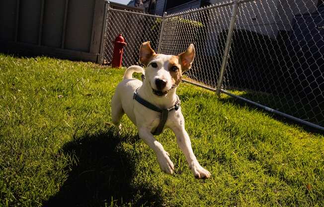 a brown and white dog running in the grass