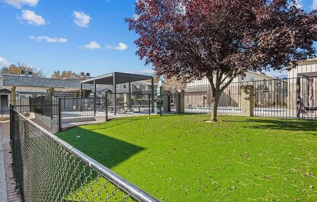 A tree with red leaves stands in a fenced yard.