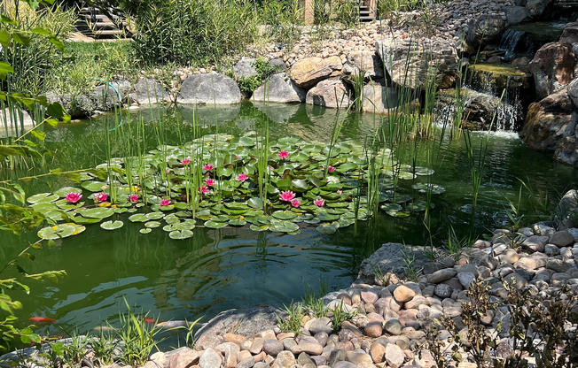 Pond