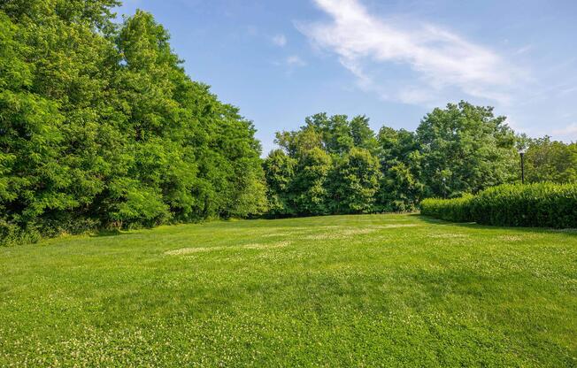 a close up of a lush green field