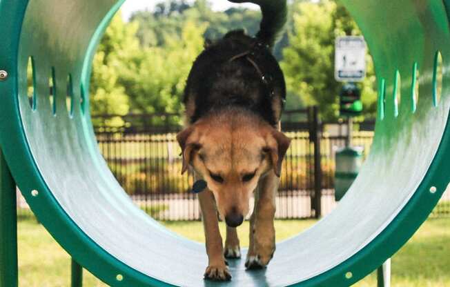 a dog walking through a playground slide