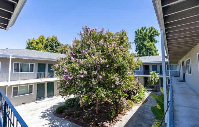 a courtyard with a tree in front of a building