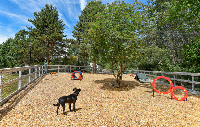 a black dog standing in a fenced in area with trees in the background
