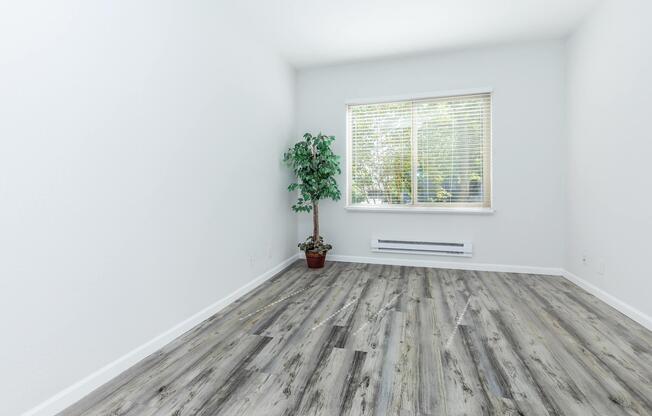 A bright, empty room with white walls and light wooden flooring. There is a large window with blinds letting in natural light, and a small potted plant positioned in one corner. The overall ambiance is clean and minimalist.