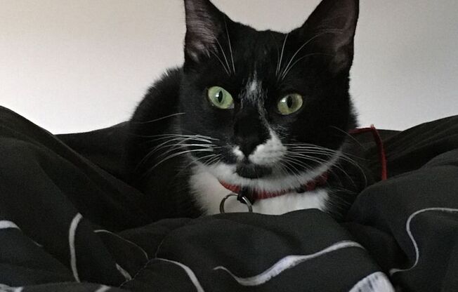 1 bed, 1 bath, 640 sqft, $1,499, Unit 5400-2