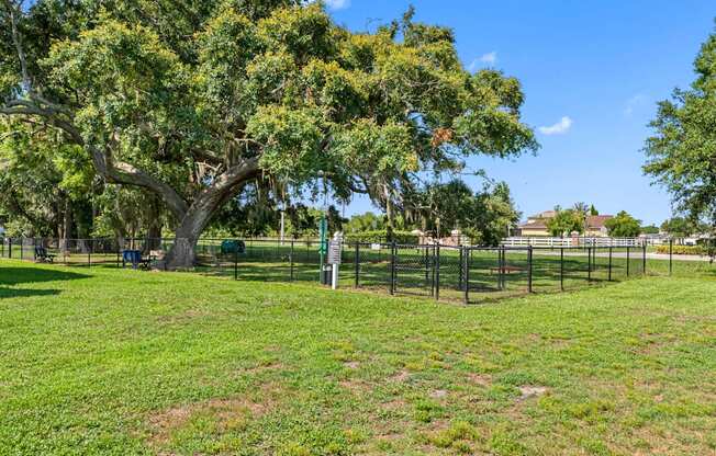 Dog Park