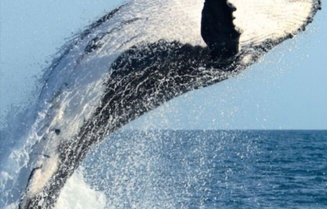 1 bed, 1 bath, 500 sqft, $2,195, Unit 003