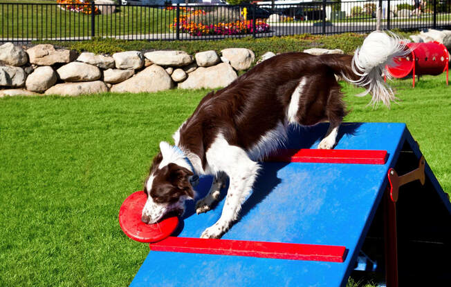 River House Apartments Dog Park Dog on Ramp