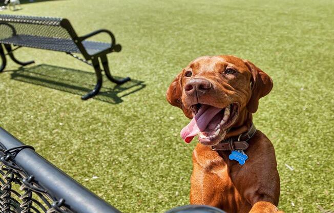 A brown dog with a blue tag on its collar is sitting on a grassy field at Vermella Lyndhurst apartments, Lyndhurst, NJ, 07071