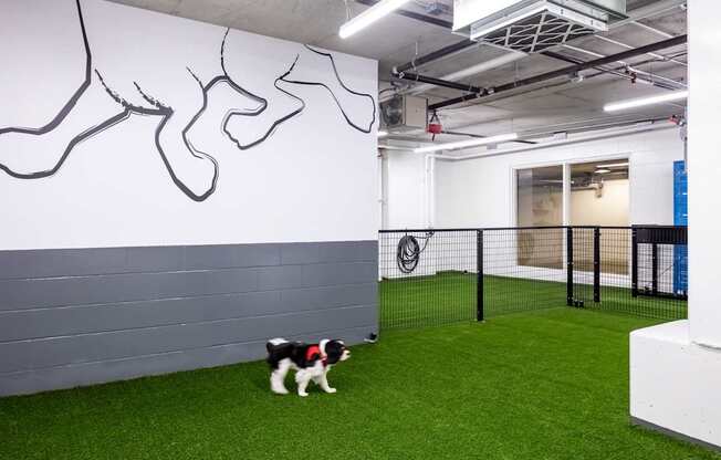 A dog is standing in a room with a grey wall and a white wall with black lines on it.