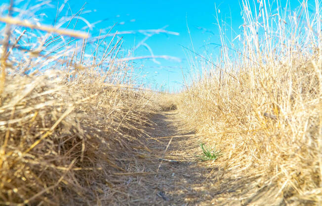 Take A Hike At Chino Hills State Park