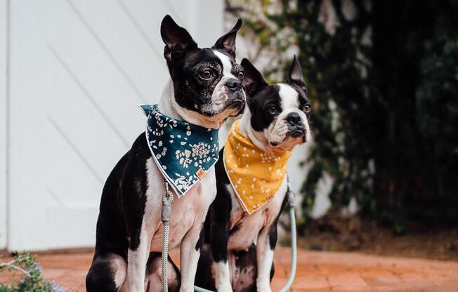 French bulldogs sitting on brick steps