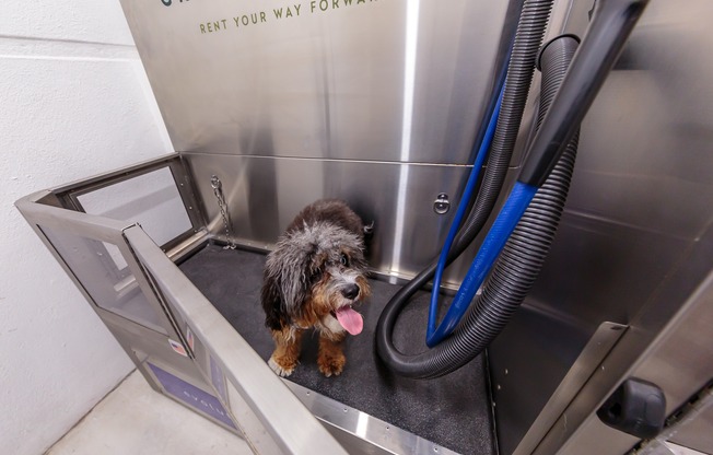 Dog Spa with Pet Wash Station | Grand Station