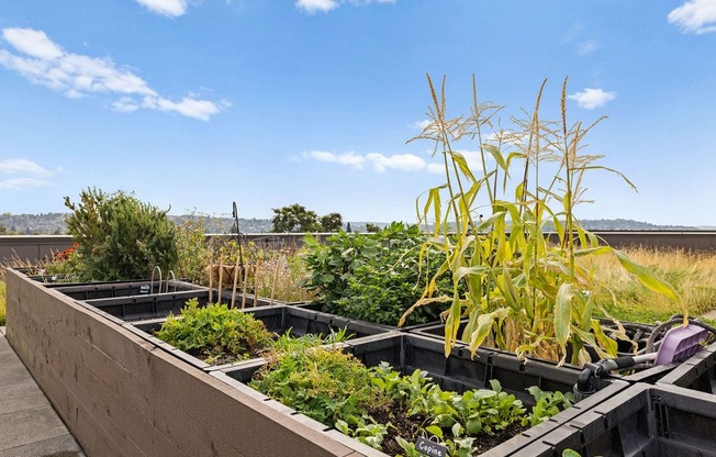 A garden with a blue sky and clouds in the background.