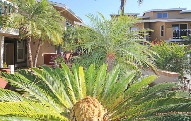 Landscape view accentuating palm trees