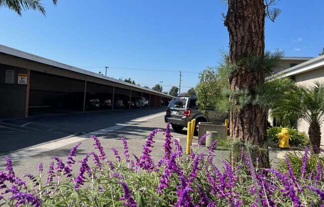 a parking lot with purple flowers and a tree