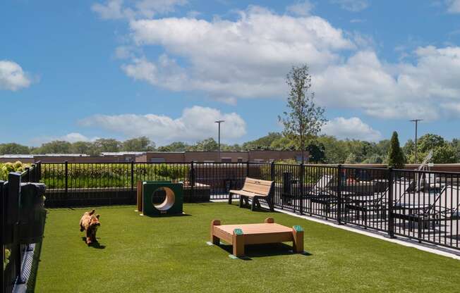 a dog runs around the agility course on a sunny day