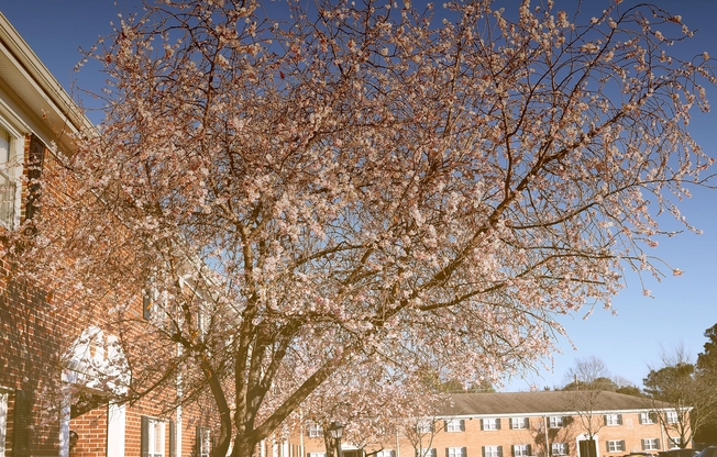 Cherry Blossom Tree | Apartments for rent in Virginia Beach, Virginia | Windsong