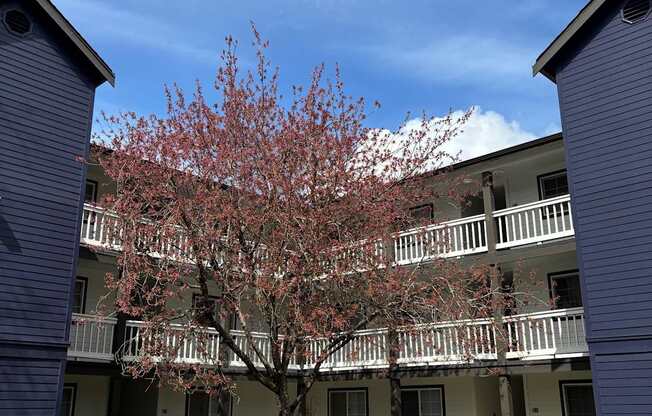 A tree with red leaves is in front of a building with blue siding.